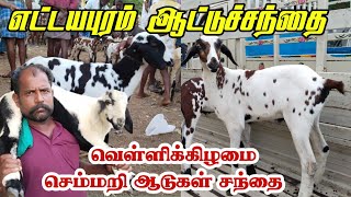 14.07.23/Ettayapuram Friday sheeps market / தரமான ஒரிஜினல் எட்டையாபுரம் பொட்டுக்குட்டிகள்