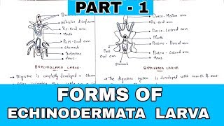 Part - 1 :- Forms of Echinodermata larva | Bipinnaria, Brachiolaria,  Auricularia Larva