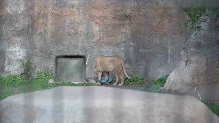 旭山動物園　お気に入りの青いポリタン持ち帰ろうか迷うイオちゃん　ライオン