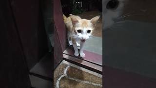 ഇവിടെ ആരുമില്ലേ😪😪#shorts #malayalam #animalfundub #comedy #cat