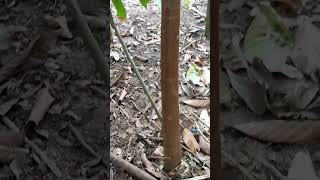 Our cocoa plant | kerala