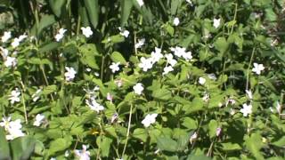 Minnesota Native Plant - Canada Violet (Viola Canadensis)