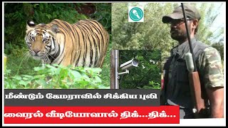 மீண்டும் சிசிடிவியில் சிக்கிய T23 புலி | Masinagudi Tiger | Viral Video