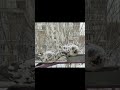 selfish pigeon won’t share the feeder 🕊🥊 urban birds survival pigeons winter survival