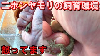 【すぐ分かる】ニホンヤモリの飼育環境