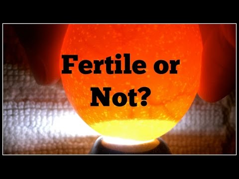 Are Miss Pauletta's Eggs Fertile? Are Miss Pauletta's Eggs Fertile?