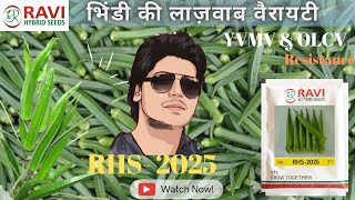 RHS- 2025 okra | भिंडी की ज्यादा पैदावार देने वाली वैरायटी | Ravi Hybrid Seeds | AGRI india