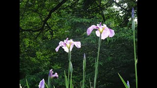 薬師池公園の花菖蒲