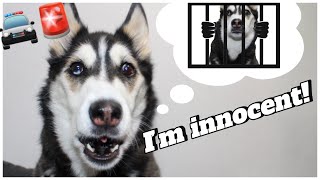 I told My Husky She’s Going to Jail..🫣🤣