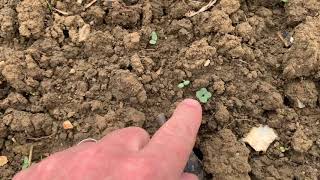 Organic Oilseed Rape? But, not the first to grow it in the UK as declared on the video! see comments