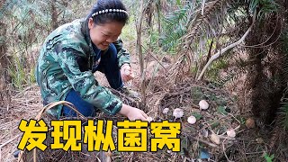 小曾吃樅菌上癮，拉著老羅又上山來找，意外“闖入”樅菌窩，太過癮了！ 【侗家老羅】