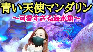 【海水魚水槽】悲しいお知らせと青い天使マンダリンフィッシュが可愛すぎる❗️my coral aquarium MOAMOAちゃんねる