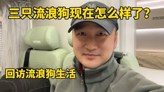 鐵牛旅行記247集/回訪曾經在路上撿的三隻流浪狗，它們現在過得怎麼樣？有一隻和芒果一模一樣特別聰明