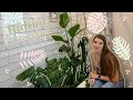 Stress-Free Houseplant Watering Day | Watering ALL My Indoor Plants at Once!