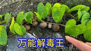 农村不起眼的“万能解毒王”，了解它的用途非常厉害，赶紧认识下