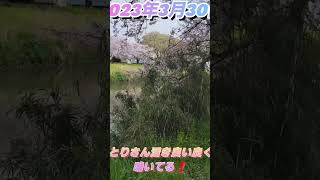 頑張る母さんお出かけチャンネル❗「2023年3月30日満開のソメイヨシノを見に行って来ました❗」#2023年3月30日#越谷市#出津橋#ソメイヨシノ#頑張る母さんお出かけチャンネル