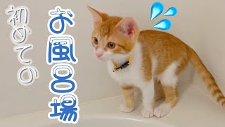 【探検】初めてのお風呂場にタジタジ💦な子猫 ｜  A Curious Kitten's First Encounter with the Bathroom