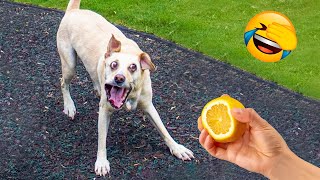 Best Funny Animal Videos 2022 and 2021 😺😁 - Funniest And Cute Dogs And Cats Videos 🥰🐴