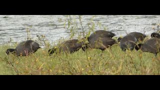 オオバン達の集団捕食@洲原池 / Eurasian Coots feeding in Suhara Pond