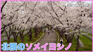 【絶景桜並木】北限のソメイヨシノ　北海道石狩市厚田村　戸田記念墓地公園 2017.5.10