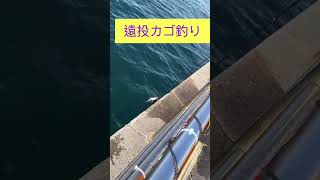 アジュール舞子公園　遠投カゴ釣り大型マダイが！　fishingmax垂水店