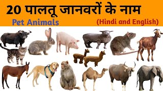 20 पालतू जानवरों के नाम | Pet Animals Name Hindi and English | Domestic Animals Name | Animals Name