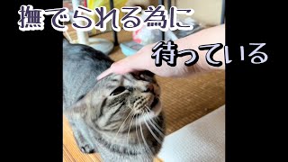 撫でられ待ちスタイルのねこ