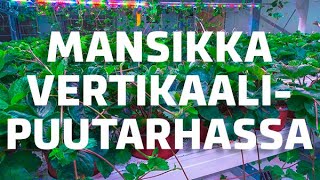 Mansikan viljelyä vertikaalipuutarhassa