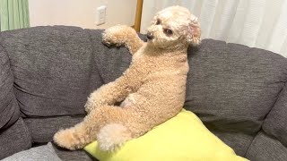 楽しい旅行が終り日常に戻る大きいトイプードル【デカプー】【トイプードルのロアくん】【toy poodle】