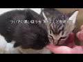 クンタ＆子猫、病院へ　　出発直前、子猫が倍増した記録