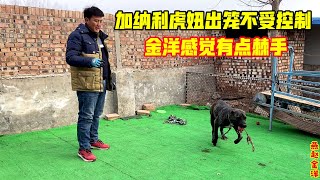 加納利虎妞出笼后不受控制，金洋叫它完全不理，有點棘手