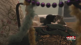 Sioux Falls Area Humane Society needs cat fosters
