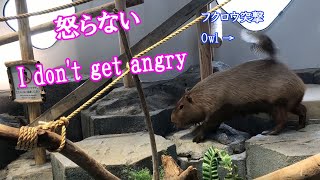 いつも平常心　(カピバラ劇場)　Capybara is always normal.