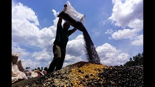 Xingu, stories about forest products | Seeds