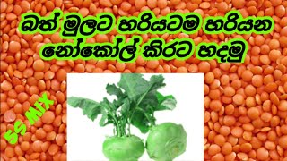 නෝකෝල් සමග පරිප්පු සුපිරියටම හදමු බත් මුලට බදින්න  how to make a no coll curry