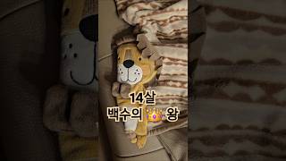 14살 강아지 백수의 왕 #shorts #백수 #개자랑