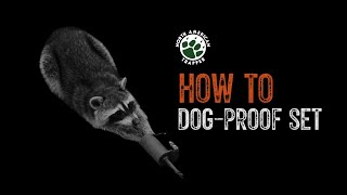 HOW TO / DOG-PROOF SET ~ #9  Beginner Trapping Series ~