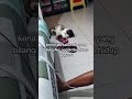 Si Chiko Yang Paling Aktif #cat #cute #video #videoshort #shorts #kucing