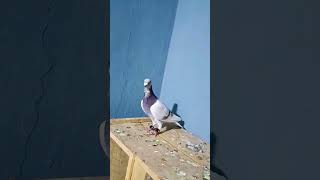 Beautiful Pigeons #viral #viralshortvedio #trending #Shabbir Afridi