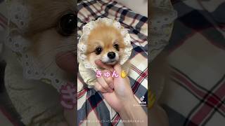 一撃必殺の『きゅん🫰』　#pomeranian #ポメラニアン #小型犬 #癒し #きなこ #あごのせ #कुत्ता #पोमेरेनियन #チェンソーマン