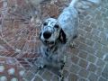 english setters ariel u0026sarablue newyear2010