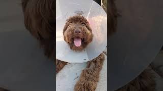 Springerdoodle aka Sproodle Pup Anti-Cone Protest Speech