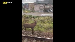 「カメラ目線になり…かわいいと」JR線路上に\