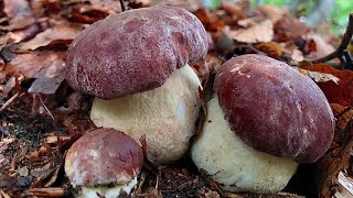 PRIMAVERA E SUPER PORCINI ROSSI 🌧️☀️