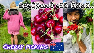 cherry Picking | ඕස්ට්‍රේලියාවේ චෙරි වත්තට 🇦🇺| #travelcouple #cherry #srilankan #sinhala #travel