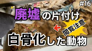 【廃墟をDIY】｢離れ｣の片付け※閲覧注意※白骨化した動物発見‼︎｜DIY素人ママが廃墟の開拓に挑戦中｜離れ＃16