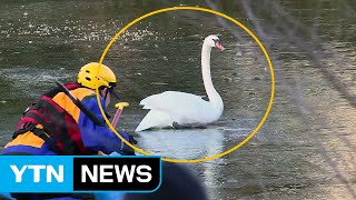 [영상] 백조를 얼음 속에 가둬버린 美 한파 / YTN