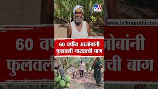 Solapur | 60 वर्षीय आजोबींनी फुलवली नारळाची बाग | tv9 Marathi