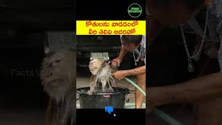 తెలివిగా కోతులను వాడతారు వీళ్ళు #factshorts #animalfacts #telugufacts