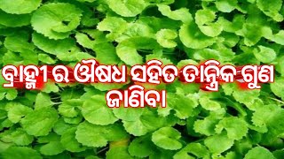 #youtube ବ୍ରାହ୍ମୀ ର ଔଷଧ ସହିତ ତାନ୍ତ୍ରିକ ଗୁଣ #viralvideoviralvideo.bramhi. smaran sakti